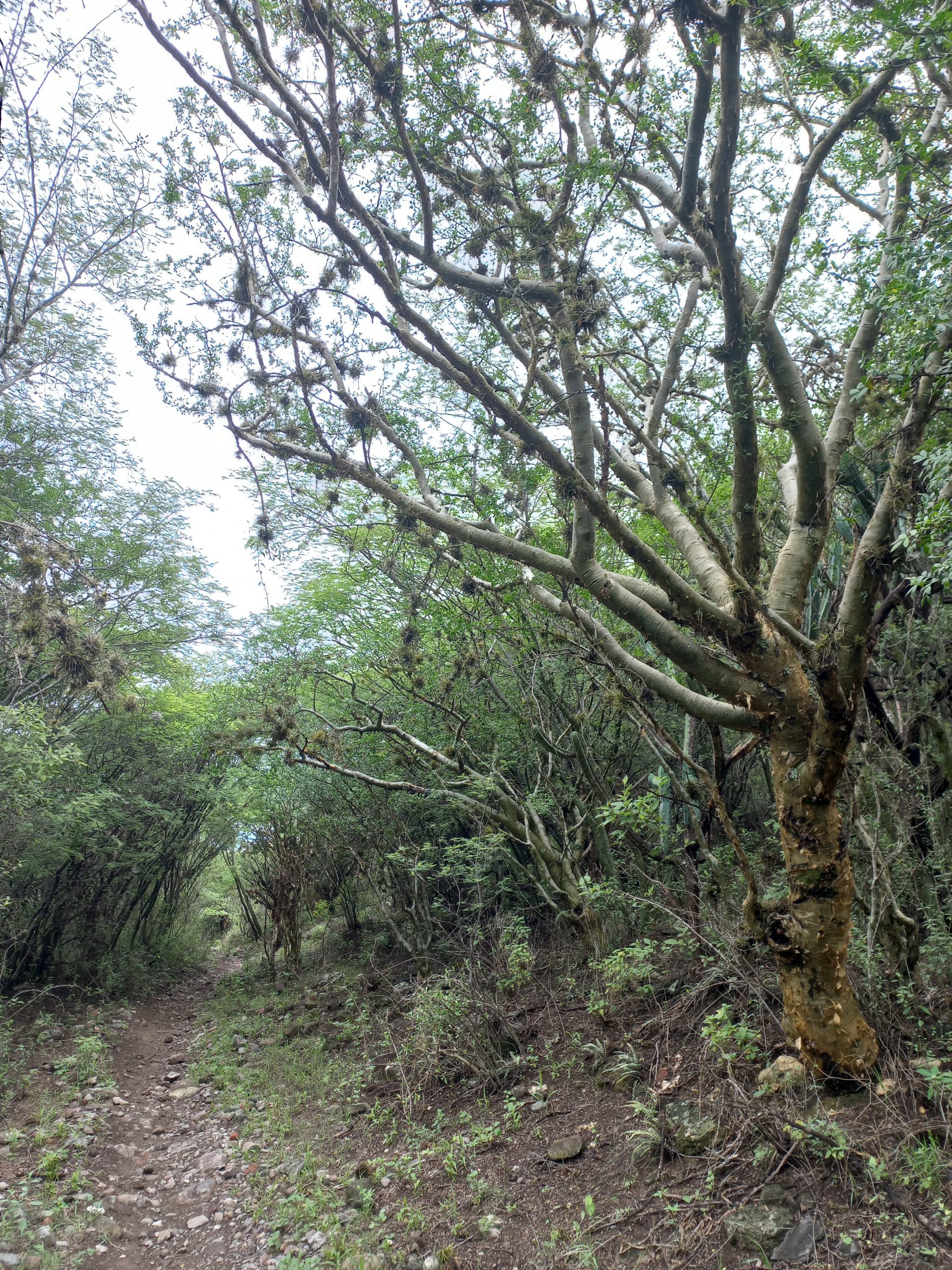 Selva baja caducifolia