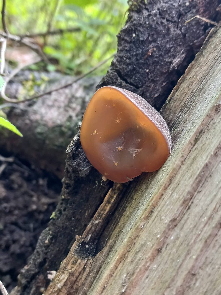 Auricularia