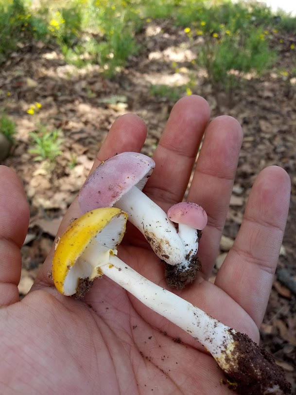 Rosa (russula sp.), Amarillo (Amanita sp)