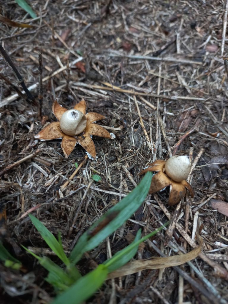 Geastrum